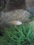 axie babys again 006.jpg