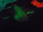 DSCF2466.jpg