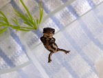 110625_newts_008.jpg
