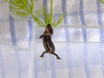 110625_newts_010.jpg