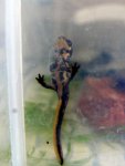 110625_newts_006.jpg