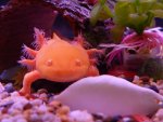 axolotl photos 005.jpg