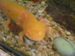 axolotl photos 016.jpg