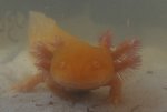 axie3.jpg