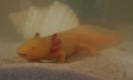 axie4.jpg