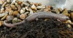 unknown salamander.jpg