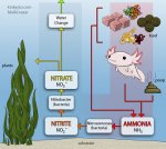 nitrogen cycle.jpg