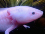 Albino Axolotl.png