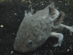 Wild type Axolotl.png
