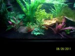 axolotl tank 2.jpg