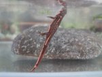 upside down newt 002.jpg