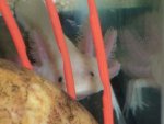 axies 037.jpg axies 037.jpg