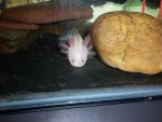 axies 049.jpg axies 049.jpg