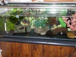 axies 027.jpg axies 027.jpg