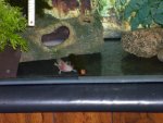 axies 039.jpg axies 039.jpg