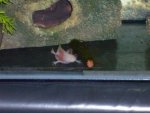 axies 047.jpg axies 047.jpg