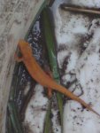 Orange Newt North Muskham.JPG