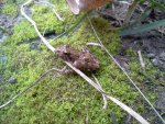 cricket frog 2.jpg