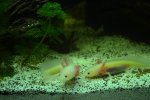 DSC_2211.jpg