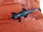 111014_newts_012.jpg