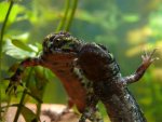 111016_newts_010.jpg