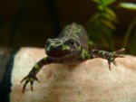 111018_newts_005.jpg