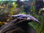 111017_newts_004.jpg