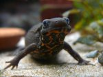 111024_newts_028.jpg