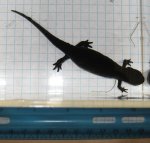 female_dorsal.jpg
