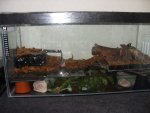 croc newts 007.jpg