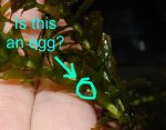 egg.jpg