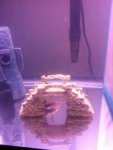 Axie White fillaments.JPG