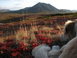 Pudden enjoys the fall colors.jpg