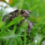 crop toad better.jpg