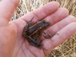 Leopard Frog 1.jpg