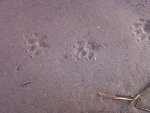 Fox Tracks.jpg