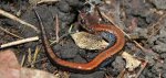 h_Crowley-Eastern-Red-backed-Salamander.jpg