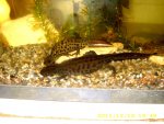 triturus carnifex.jpg