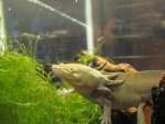 Axolotl 004.jpg