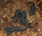 BKnewts1_565x480.jpg