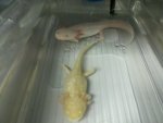 bredding pair from U of K.jpg