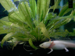 My Axolotl.png