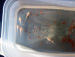 DSC00314.jpg