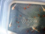 DSC00315.jpg