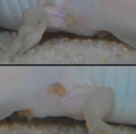 Sides-zoom.jpg