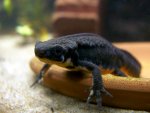 120105_newts.jpg