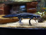 120121_newts_001.jpg