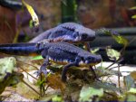 120128_newts.jpg