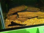 mudpuppies 004.jpg