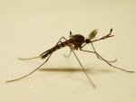 malemosquito.jpg